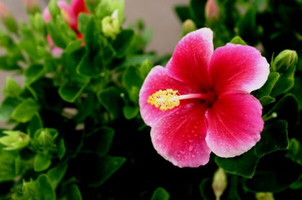 hibiscus