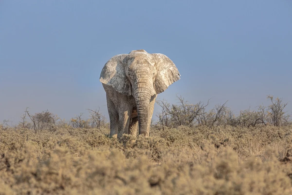 elephant