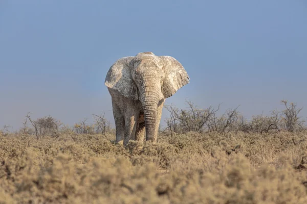 elephant