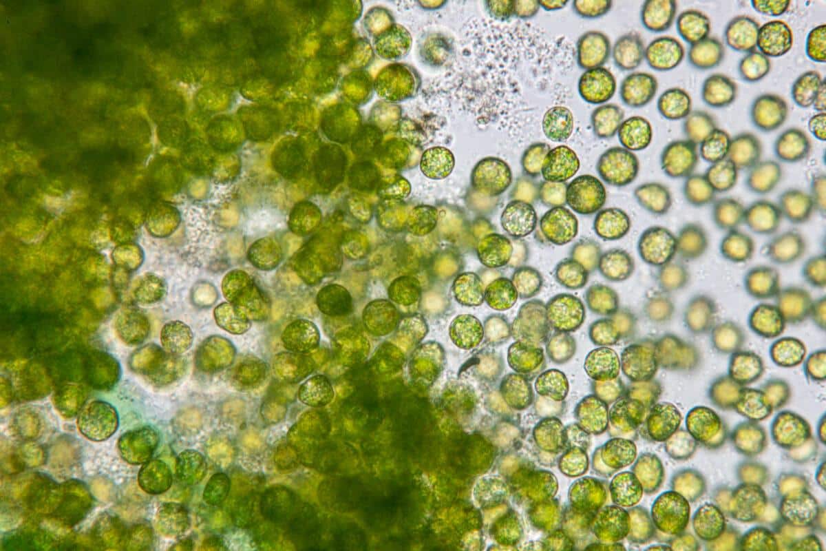 Detox Alcaline : Naturopathe – Guérisseur